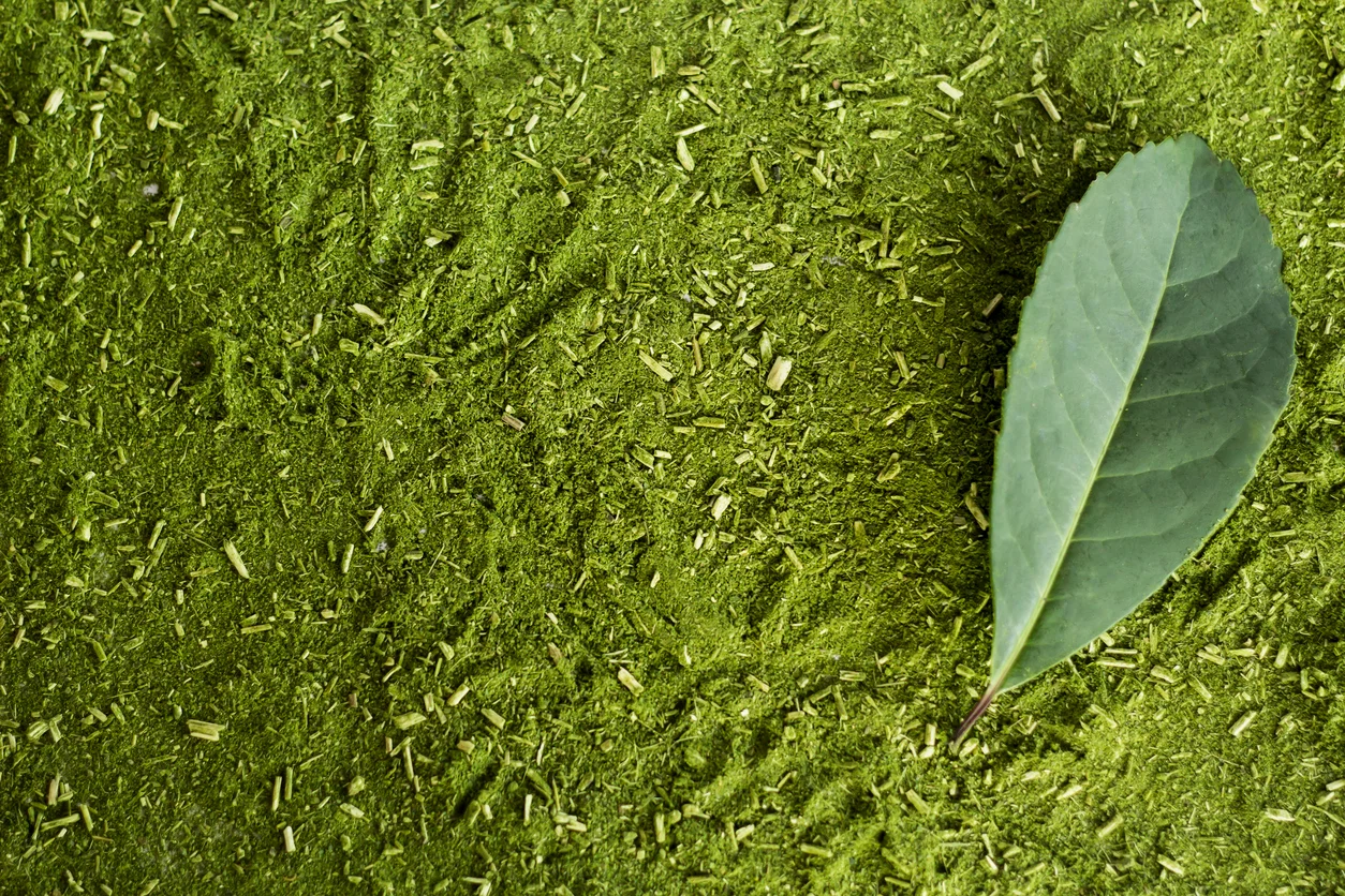 Folhas frescas de erva-mate nativa do Rio Grande do Sul — ativo principal dos cosméticos Mate Power